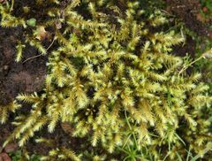 Breutelia azorica