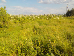 Heracleum sosnowskyi
