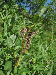 Salix caucasica