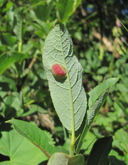 Salix caucasica