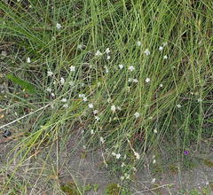 Alepidea capensis capensis