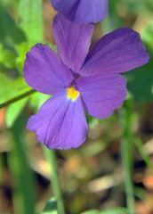 Viola montcaunica