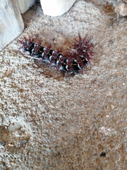 Ormiscodes cinnamomea