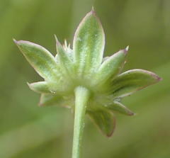 Alepidea capensis capensis