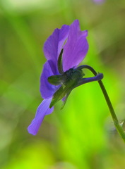 Viola montcaunica