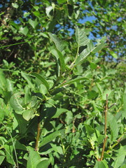 Salix caucasica