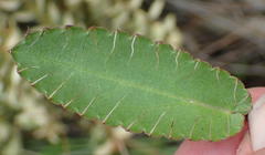 Alepidea capensis capensis