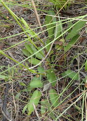 Alepidea capensis capensis