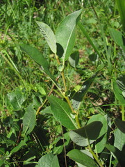 Salix caucasica