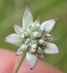 Alepidea capensis capensis