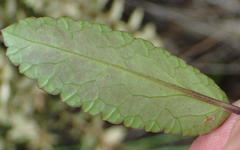 Alepidea capensis capensis