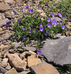 Viola montcaunica