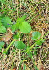 Viola montcaunica