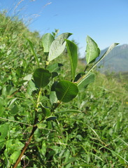Salix caucasica
