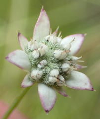 Alepidea capensis capensis
