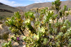 Leucadendron crassulifolium