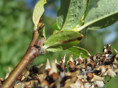 Salix caucasica