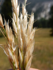 Danthonia intermedia