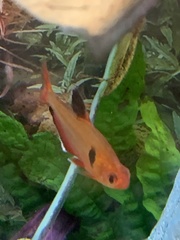 Hyphessobrycon eques