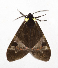 Dysschema magdala