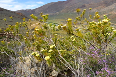 Leucadendron crassulifolium