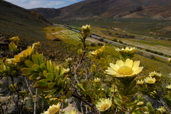 Leucadendron crassulifolium