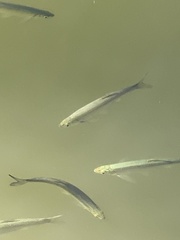 Cyprinoidei