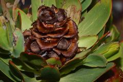 Leucadendron sessile