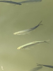 Cyprinoidei