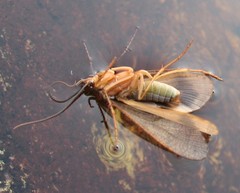 Ptilostomis ocellifera