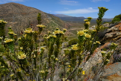 Leucadendron crassulifolium