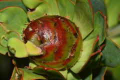 Leucadendron sessile
