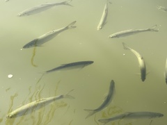 Cyprinoidei