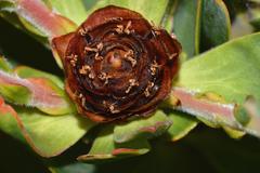 Leucadendron sessile