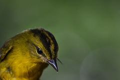 Myiothlypis chlorophrys