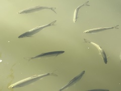 Cyprinoidei
