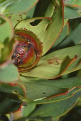Leucadendron sessile
