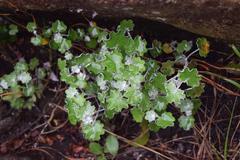 Cineraria grandibracteata