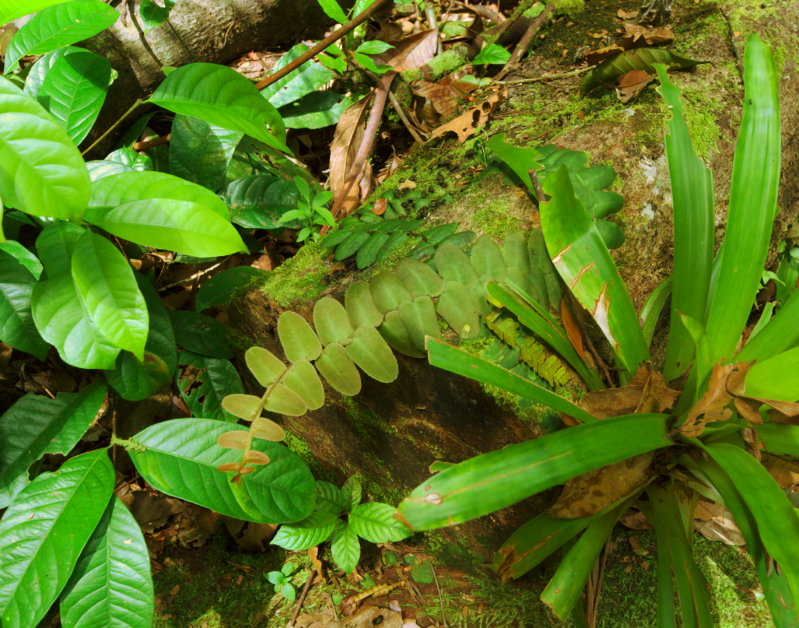 Marcgravia flagellaris
