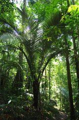 Astrocaryum sciophilum