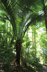 Astrocaryum sciophilum