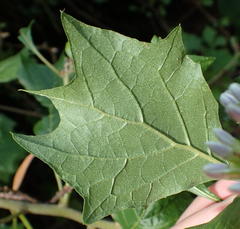 Gymnanthemum capense