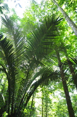 Astrocaryum sciophilum