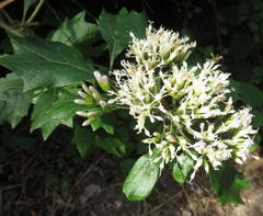 Gymnanthemum capense