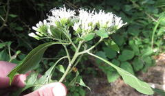 Gymnanthemum capense