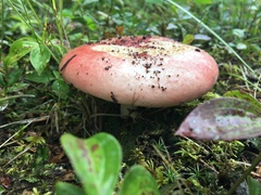 Russula bicolor