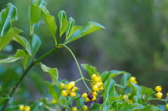 Psychotria isalensis image