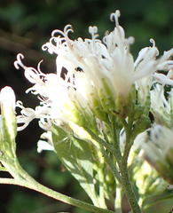 Gymnanthemum capense