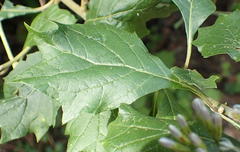 Gymnanthemum capense