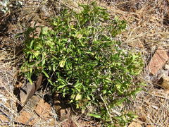 Megalochlamys marlothii